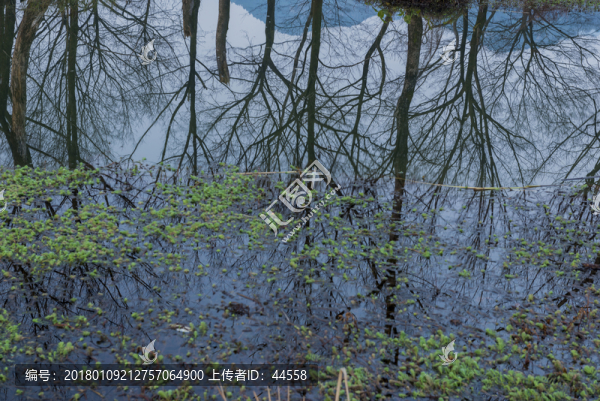 水中倒影樹木