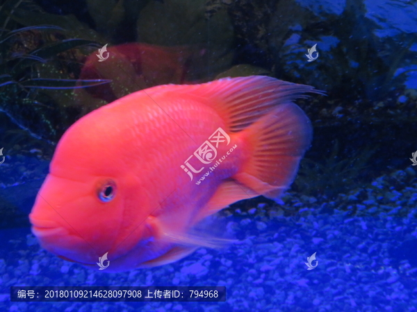 金魚