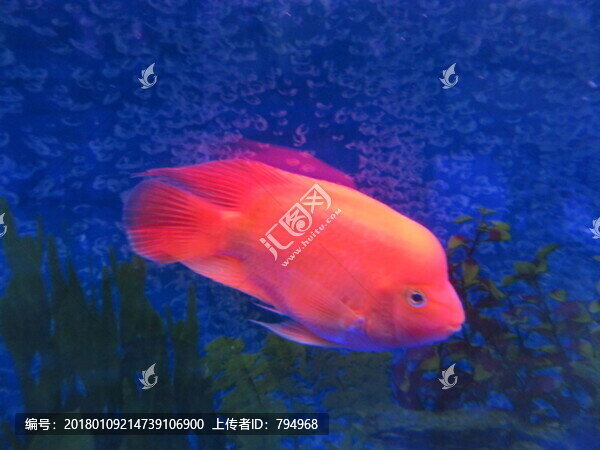 金魚
