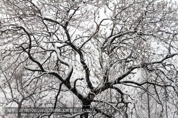 雪樹