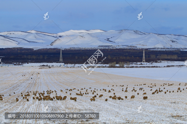 牧場(chǎng)之冬雪原羊群