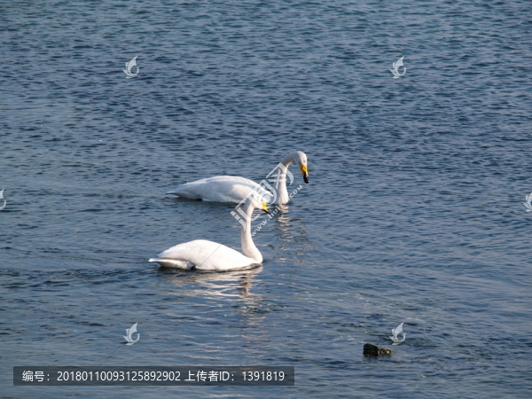 威海榮城煙墩角天鵝