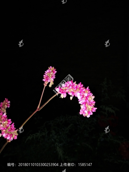 麥穗花