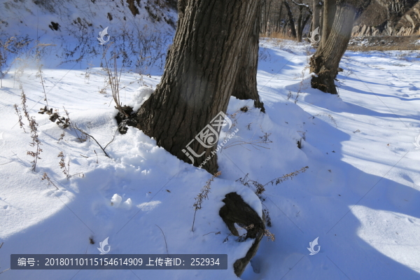 雪地