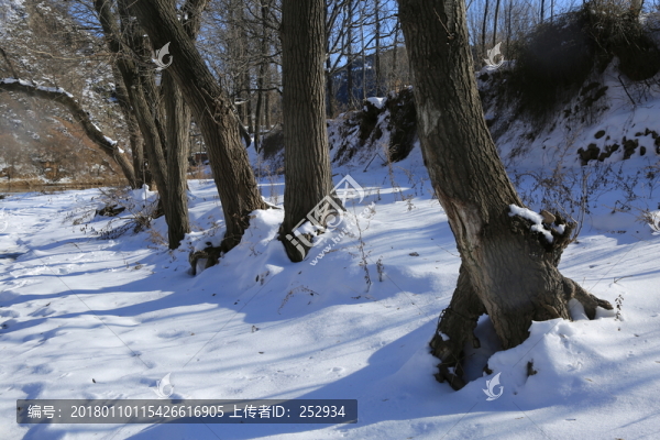 雪地