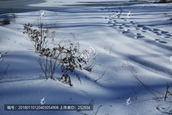 雪地