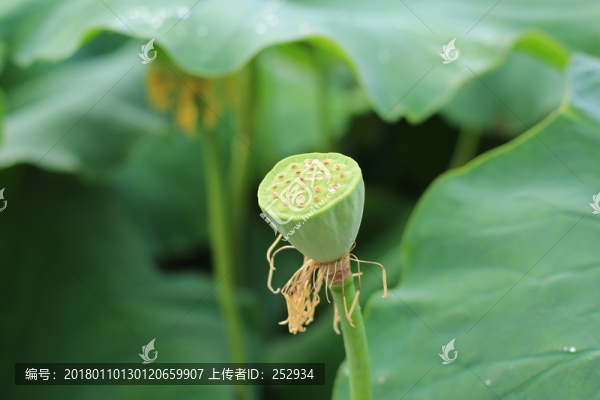 蓮蓬
