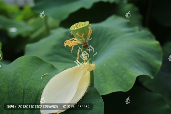 蓮