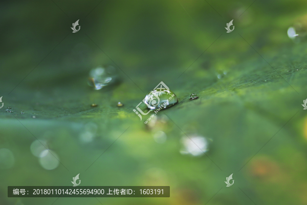 荷葉上的露珠特寫