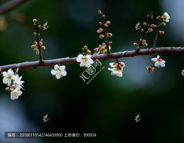 梅花,綻放