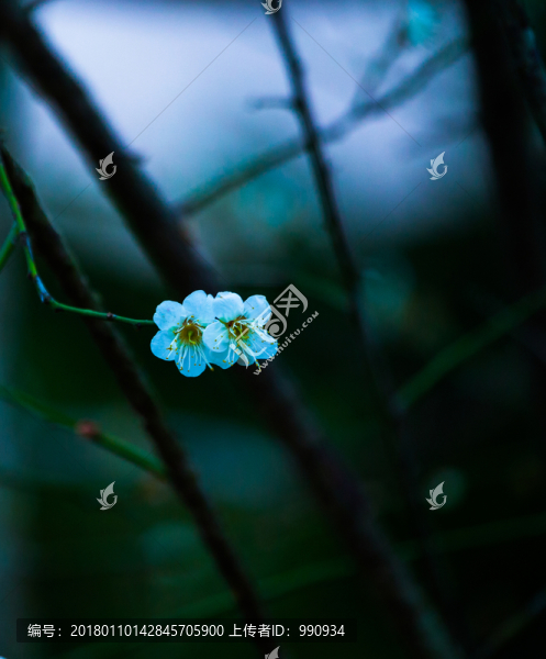 梅花,綻放