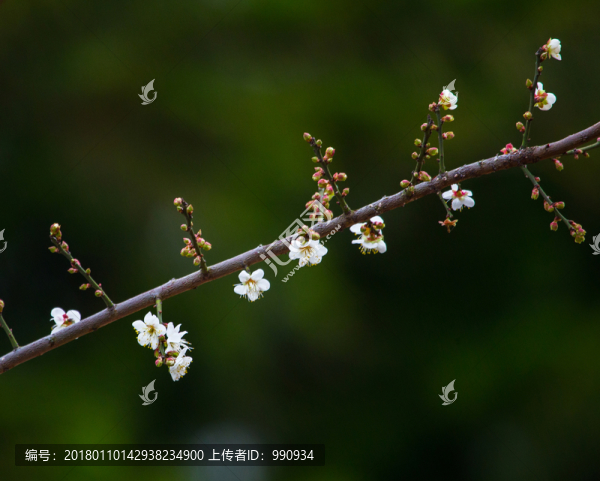 梅花,古梅