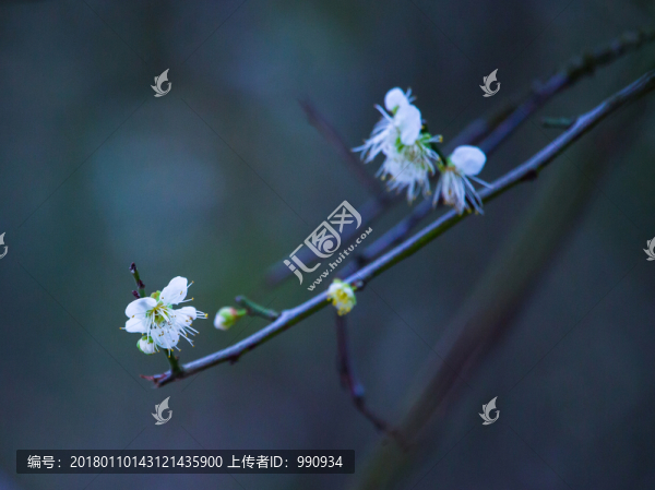 梅花,古梅