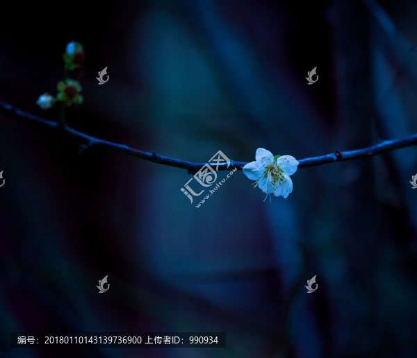 梅花,古梅