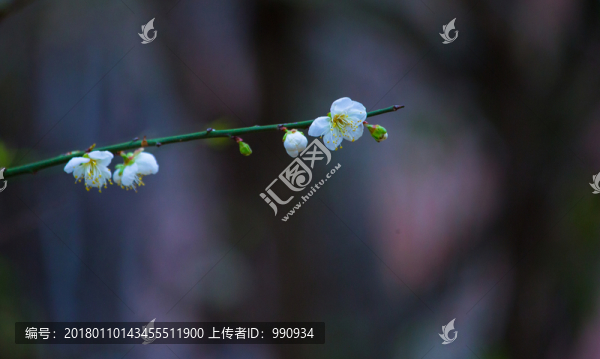 梅花,寒梅