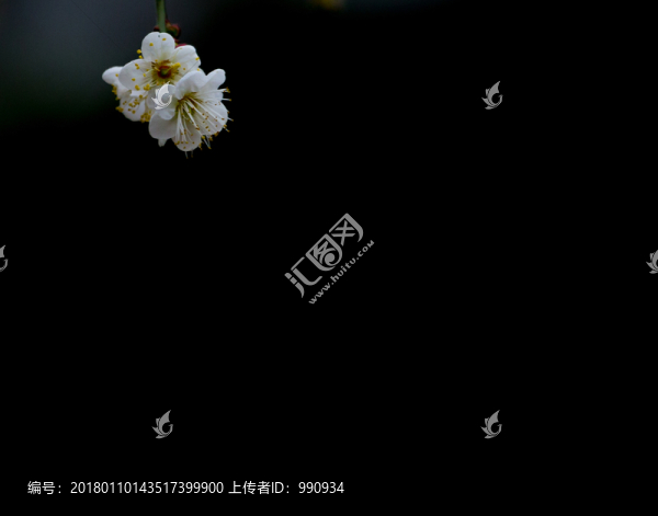 梅花,寒梅