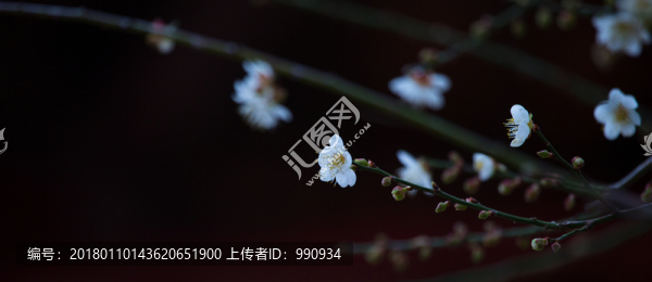 梅花,寒梅