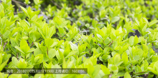 灌木樹葉背景