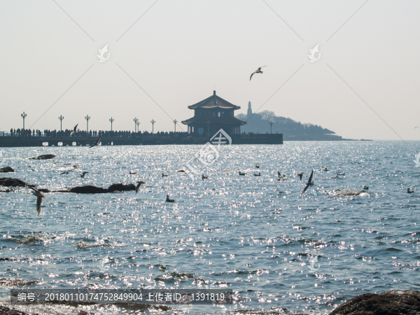 青島初春的海鷗