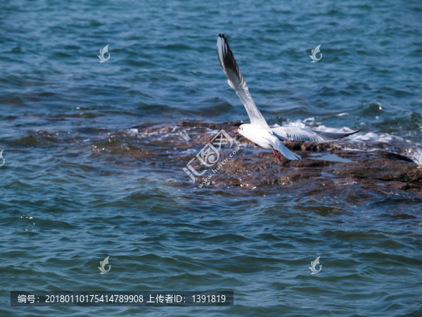 青島初春的海鷗