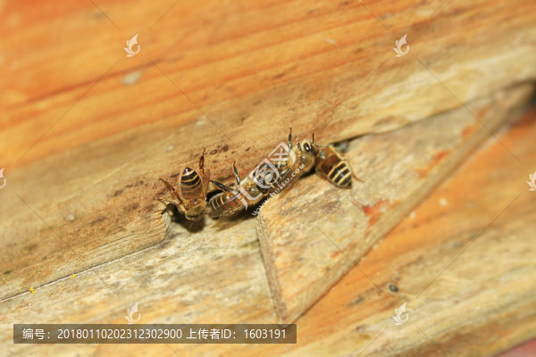蜂箱口的蜜蜂