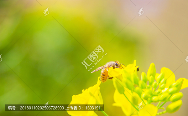 油菜花,蜜蜂采蜜特寫