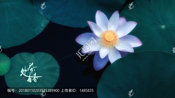 荷花
