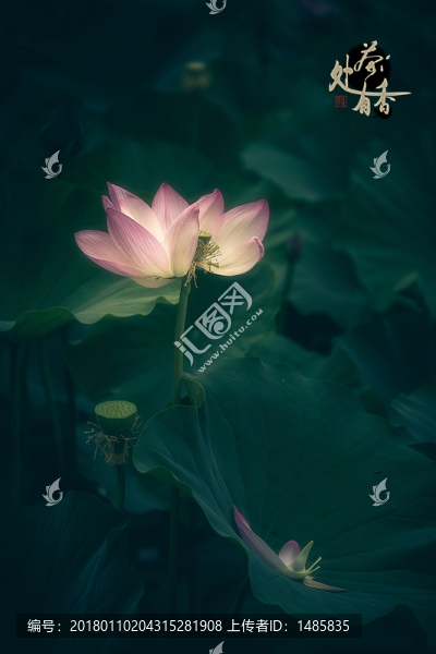 荷花