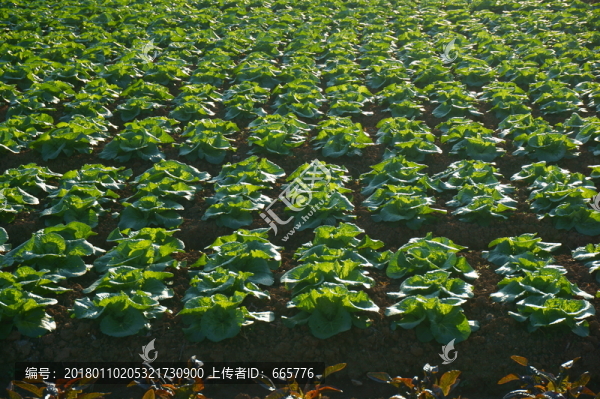 菜地