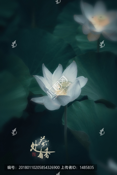 荷花
