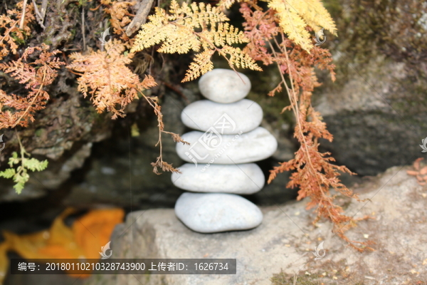 秋