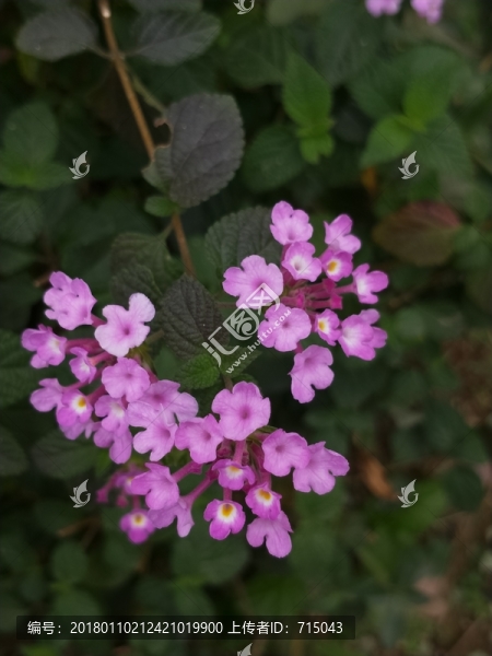紫色花