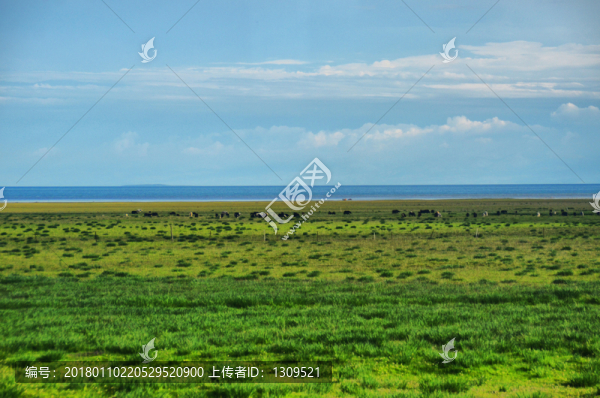 青海湖畔