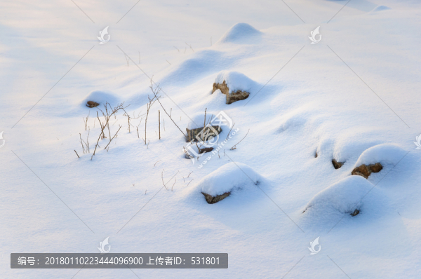 雪地里的小草