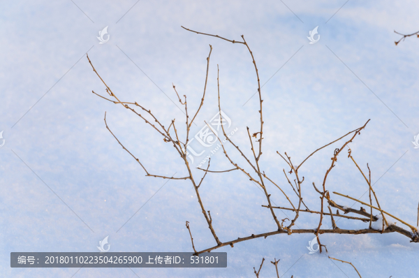 雪地里的小草