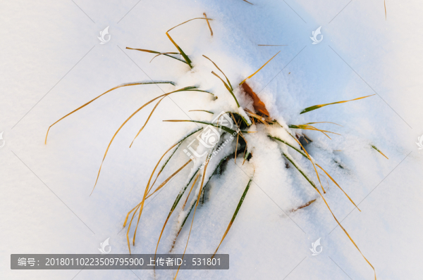 雪地里的小草