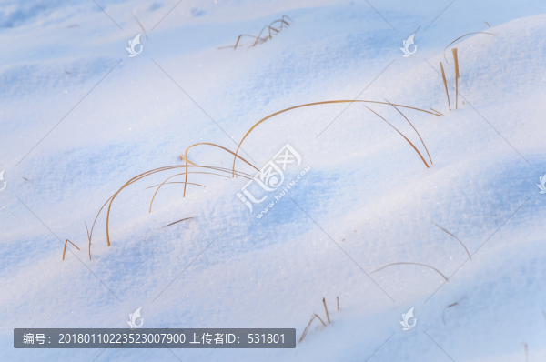雪地里的小草