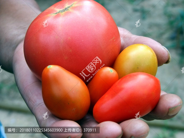 西紅柿,番茄
