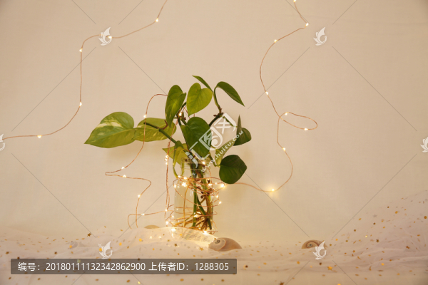 綠蘿