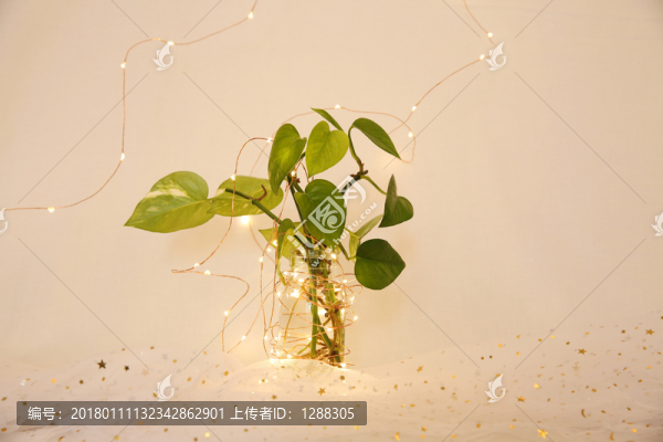 綠蘿