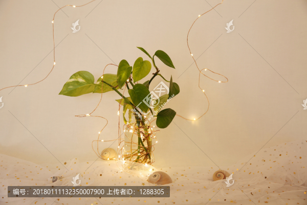 綠蘿