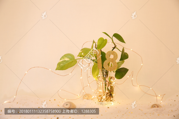 綠蘿