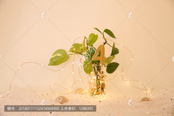 綠蘿