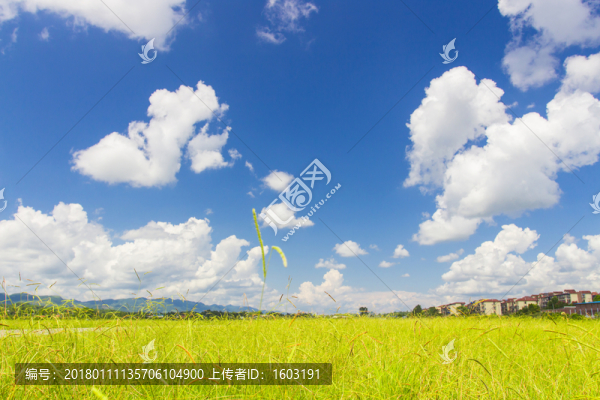 晴朗天空和草原