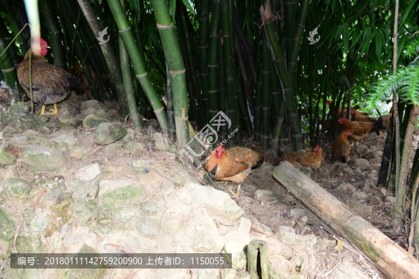 山雞散養(yǎng)