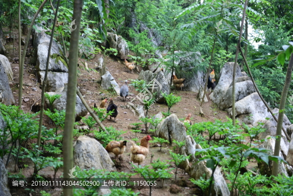 山雞散養(yǎng)