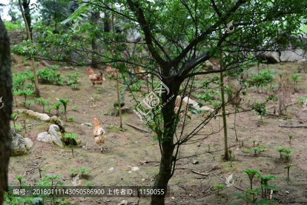 山雞散養(yǎng)