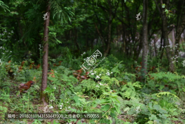 山雞散養(yǎng)