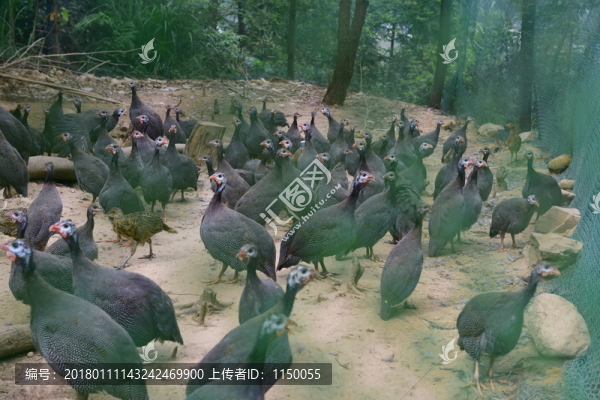 珍珠雞養(yǎng)殖