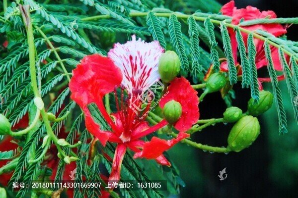 鳳凰花